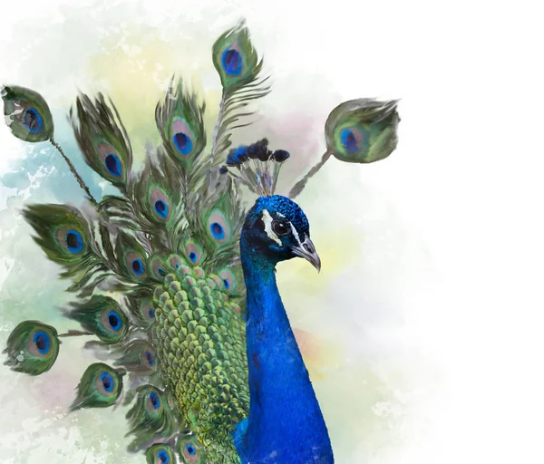 Portret van Peacock aquarel — Stockfoto