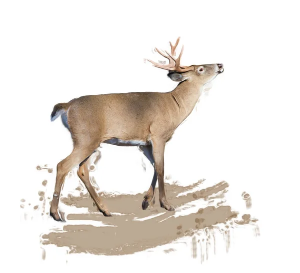 White-tailed deer painting — Stock Photo, Image