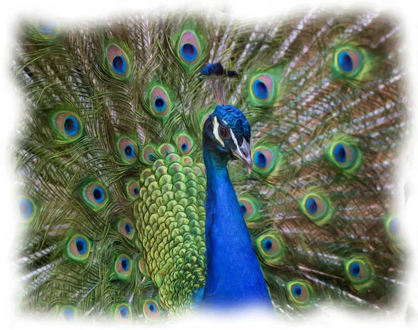 Portrait of Peacock — Stock Photo, Image