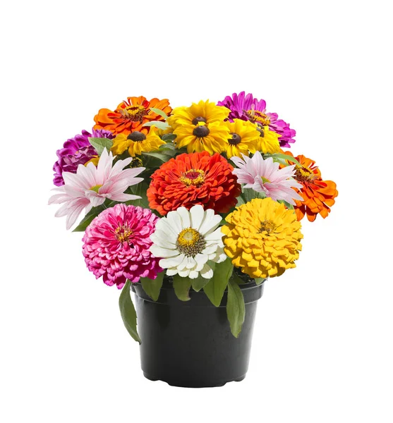 Bunte Blumen in einem Blumentopf — Stockfoto