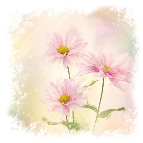 Roze Daisy-bloemen-aquarel — Stockfoto