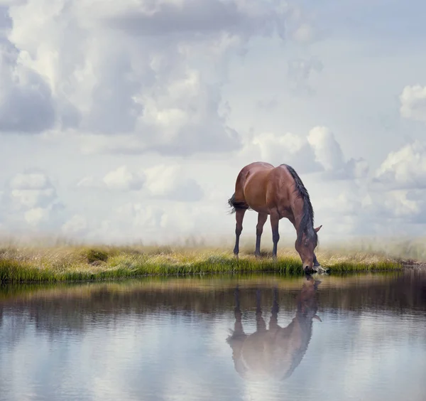 Brązowy koń w pobliżu wody — Zdjęcie stockowe