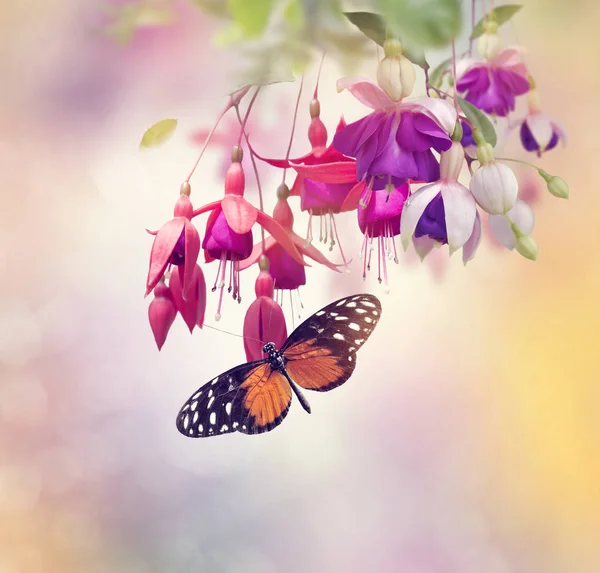 Fuchsia Flowers and butterfly — Stock Photo, Image