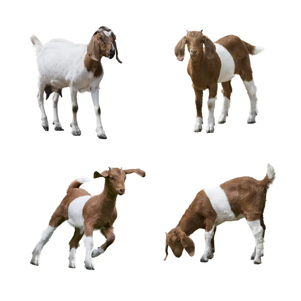 Cabras Boer aisladas en blanco — Foto de Stock