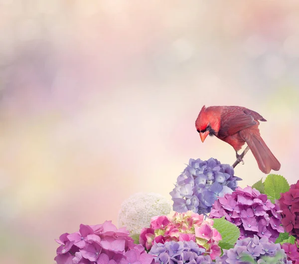 Nördlicher Kardinal mit Hortensienblüten — Stockfoto