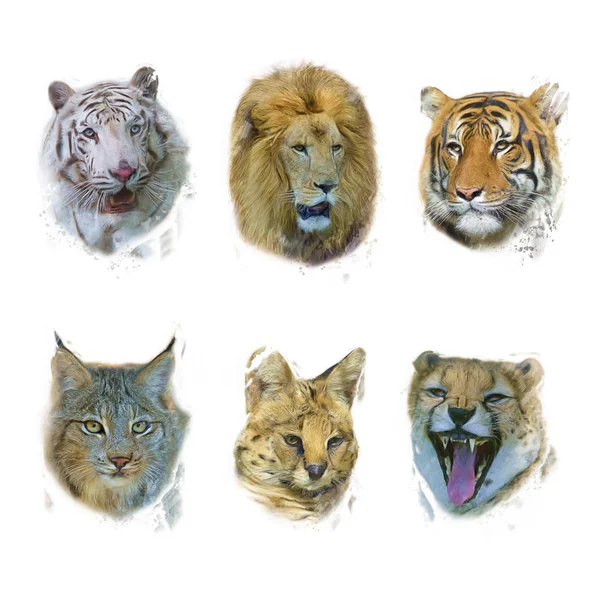 Pintura digital de mamíferos salvajes — Foto de Stock