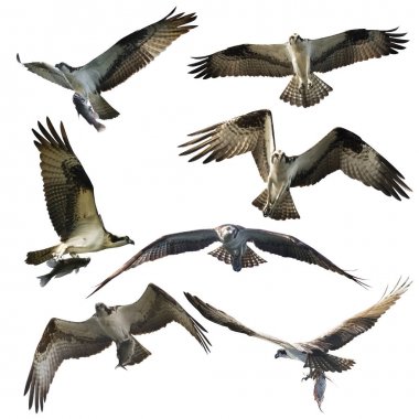 Osprey Kartallar beyaz arka plan üzerinde