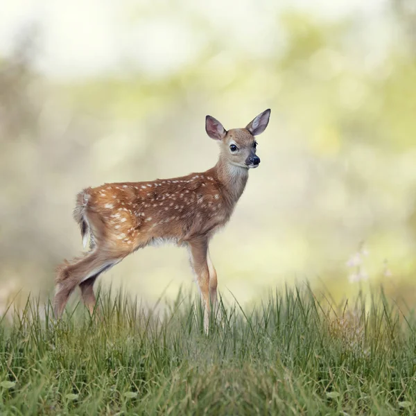 Ak kuyruklu geyik geyik yavrusu — Stok fotoğraf