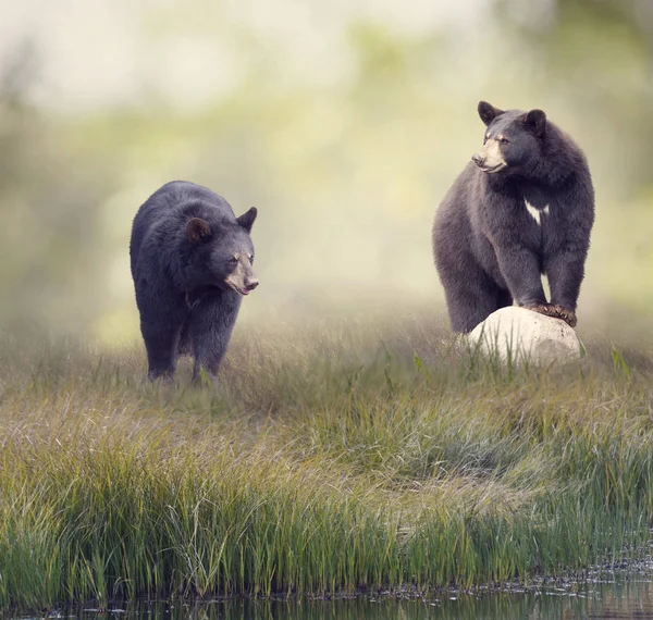 Dos osos negros cerca del agua — Foto de Stock