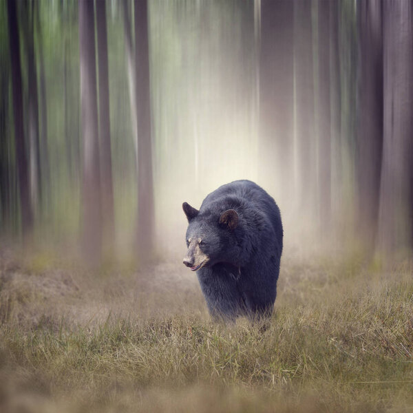 Black bear in the woods