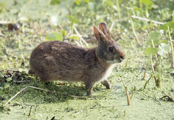 Marsh kanin i Florida våtmarker — Stockfoto