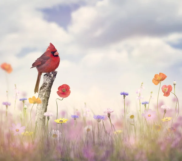 Pássaro cardeal em um campo de flores — Fotografia de Stock