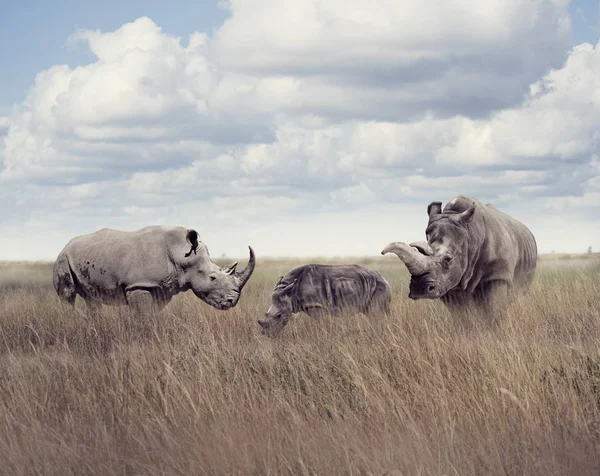 Rinoceronte blanco o rinoceronte de labio cuadrado — Foto de Stock