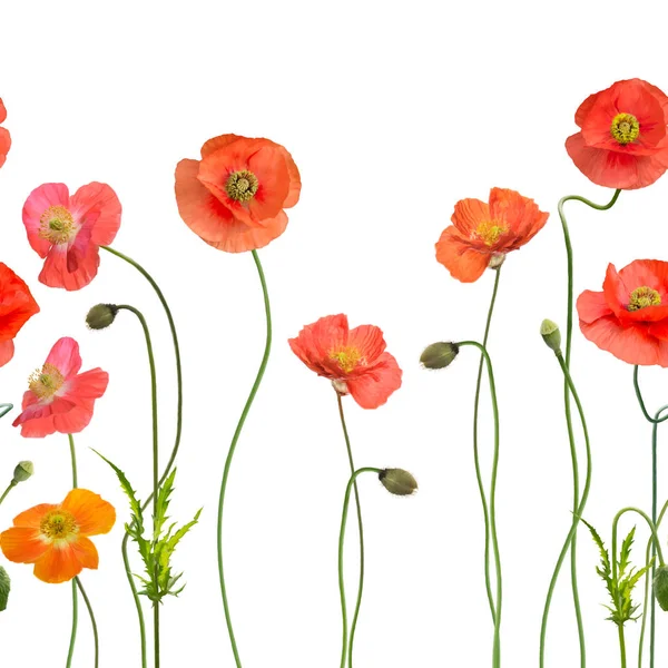 Kırmızı gelincik çiçekleriyle kusursuz desen