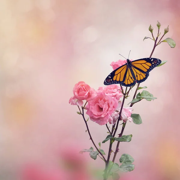 Monarchfalter auf Rosenbusch — Stockfoto
