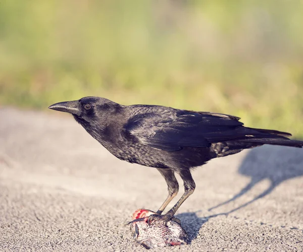 Corvo comendo um peixe — Fotografia de Stock