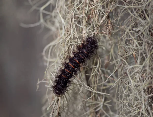 Chenille géante de la teigne léopard — Photo