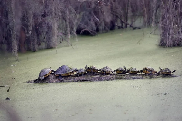 Florida teknősök napozó napló — Stock Fotó