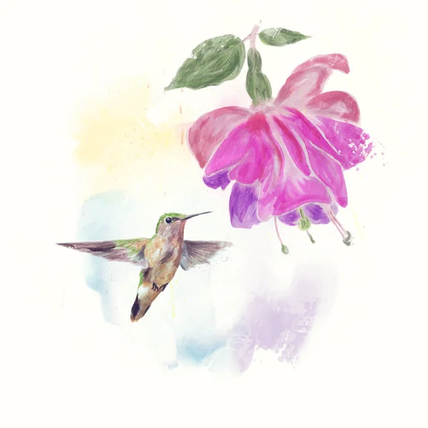 Hummingbird and fuchsia Flower watercolor — Stock Photo, Image