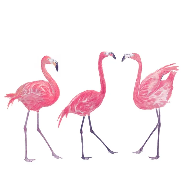Aquarela flamingos — Fotografia de Stock