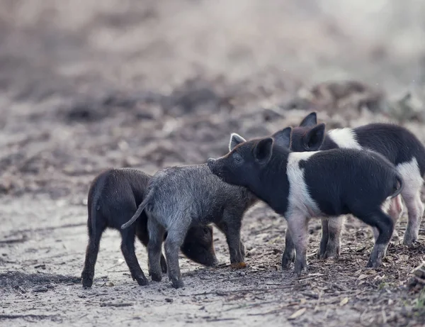Wildschweine in den Feuchtgebieten von Florida — Stockfoto