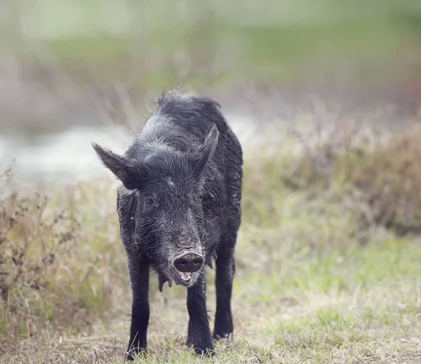 Porcs sauvages femelle — Photo