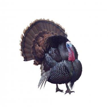 Vahşi Tom Türkiye