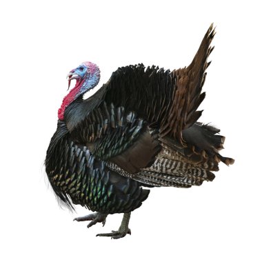 Vahşi Tom Türkiye