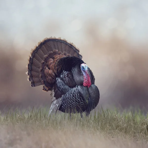 WIld Tom Turkey — Stock Photo, Image