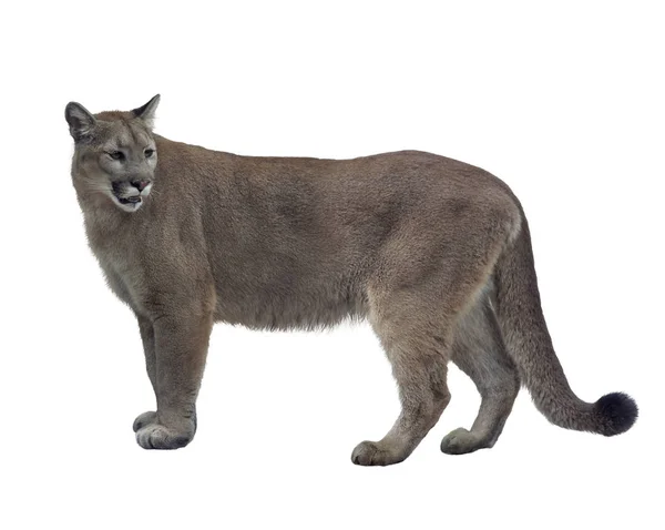 Florida Panter veya Puma — Stok fotoğraf