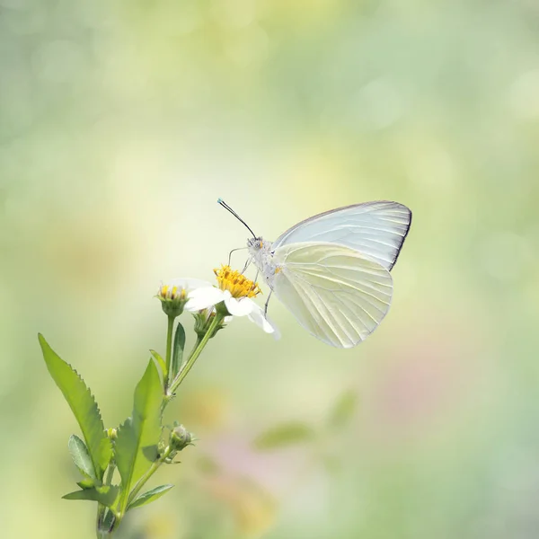 Great Southern White butterfly — Stock Photo, Image
