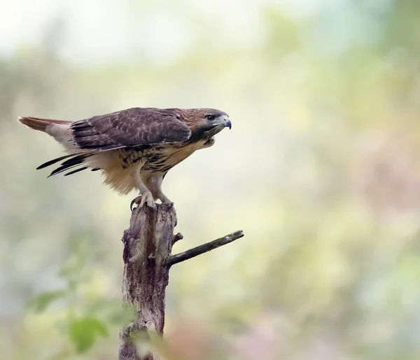 Falcão-de-cauda-vermelha — Fotografia de Stock