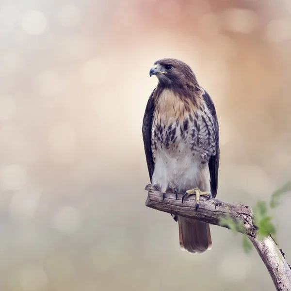 Red-Tailed Hawk — Stock Photo, Image