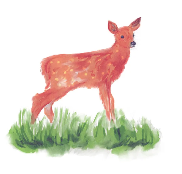 White-tailed deer fawn watercolor — Stock Photo, Image