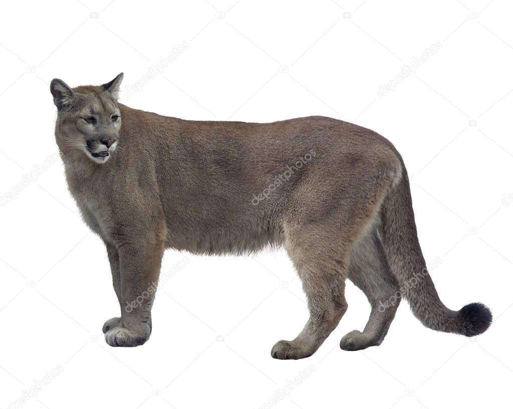 Fotos de Pantera o puma de Florida Imagen de svetas 192984608