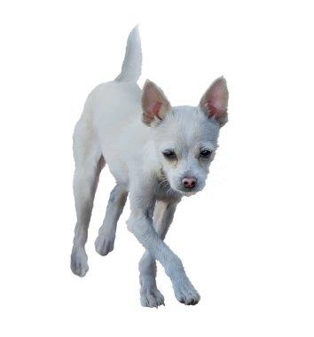 Küçük beyaz köpek resim