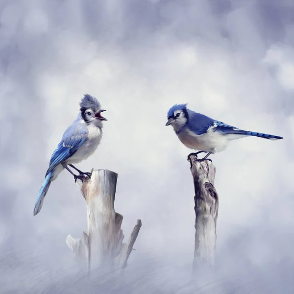 Blue Jay fåglar — Stockfoto