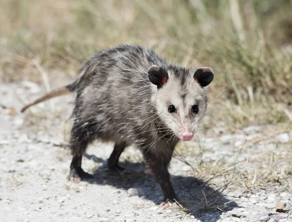 Common Opossum walking — Stock Photo, Image