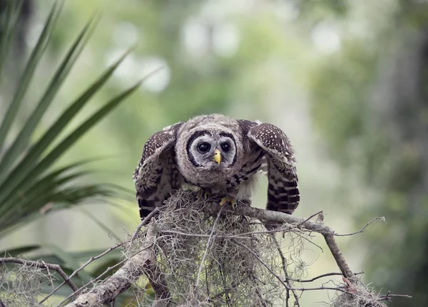 Owlet "perches" verjaard op een tak — Stockfoto