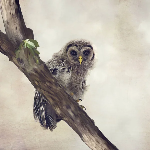 Barred Owlet Perches on a Branch — Stock Photo, Image