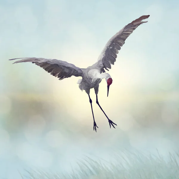 Sandhill Crane boyama — Stok fotoğraf