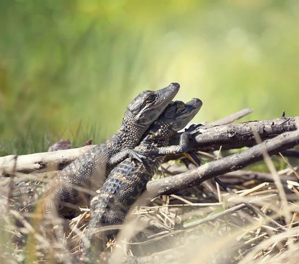 Baby alligatorer sunningen — Stockfoto