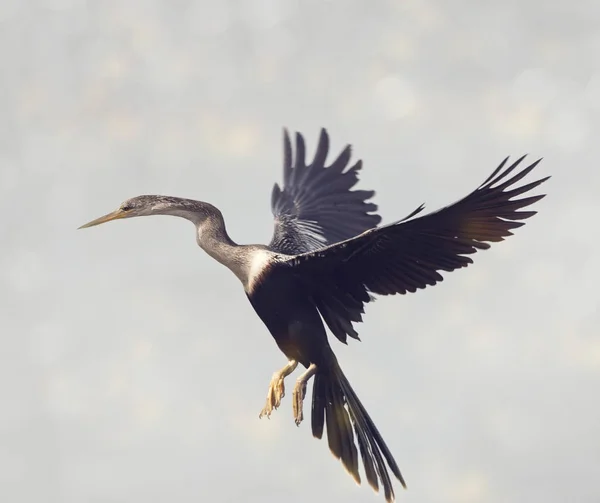 Amerikaanse slangenhalsvogel vogel landing — Stockfoto