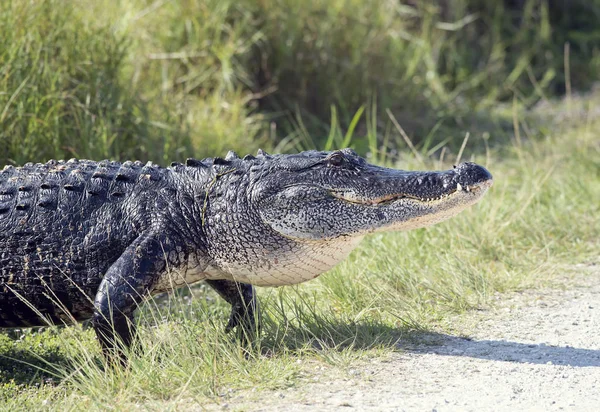 Großer Alligator geht — Stockfoto