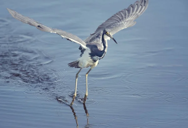 Tri-färgade Heron fiske — Stockfoto