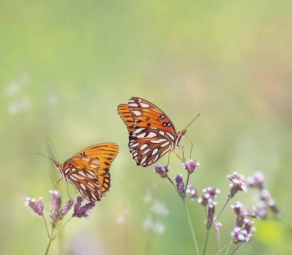 Mariposas Fritillarias del Golfo — Foto de Stock