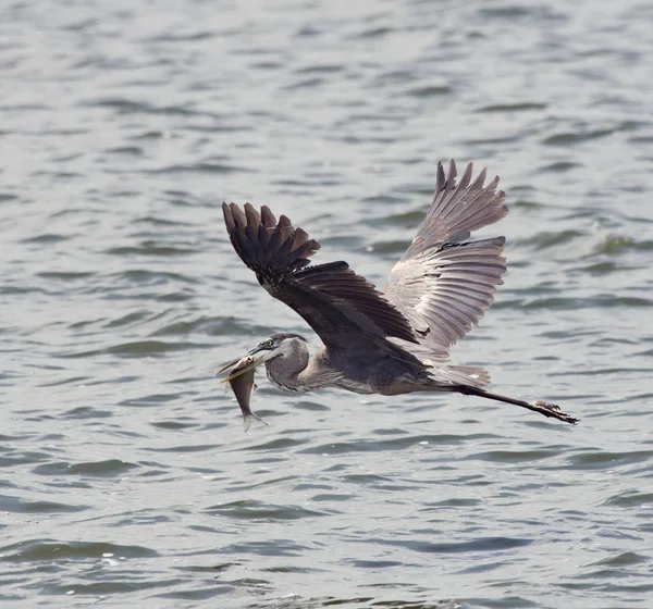 Great Blue Heron in Flight — Stock Photo, Image