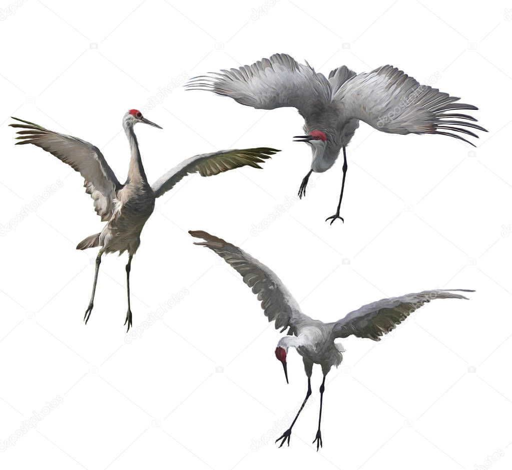 Sandhill Cranes painting