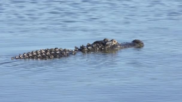 Alligators Florida Wetlands Clip Pack Collection — Stock Video