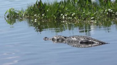 Florida sulak alanlarında timsahlar. 6 Klipsli Paket Koleksiyonu.